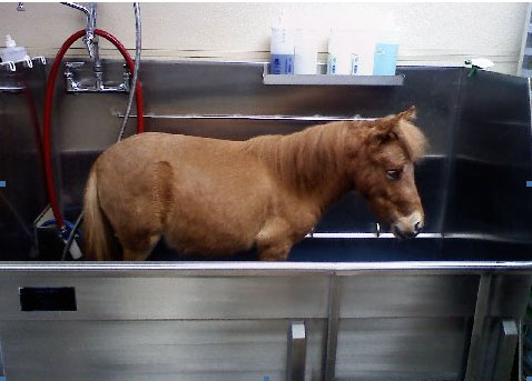 Horse in tub