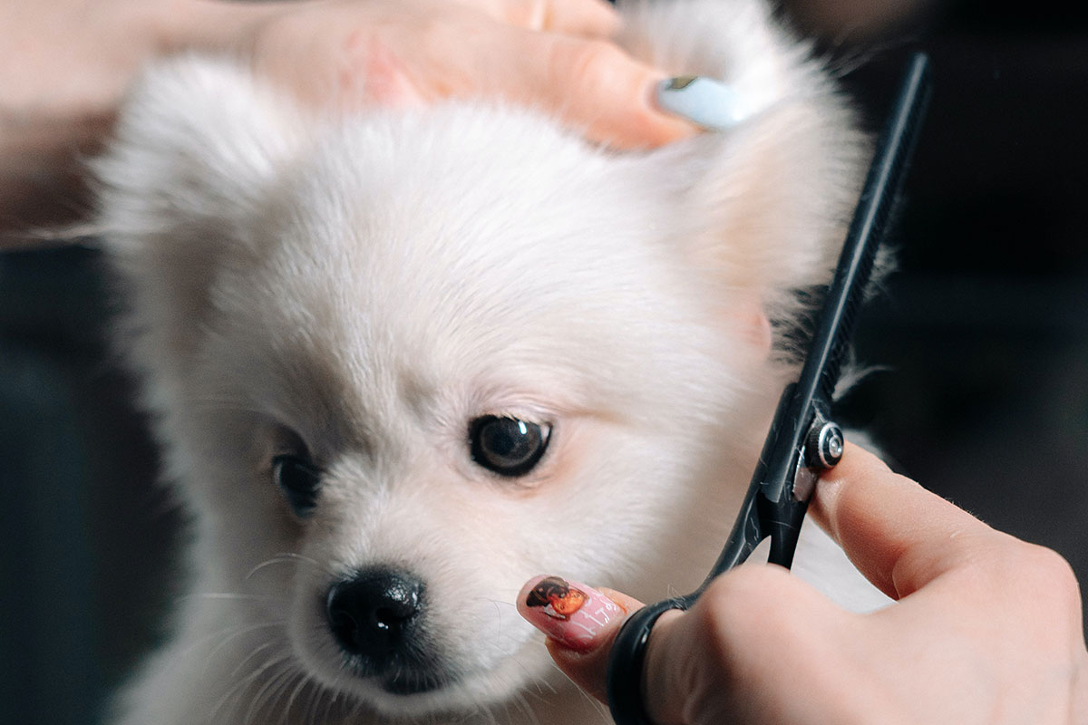 Dog Being Groomed with Scissors