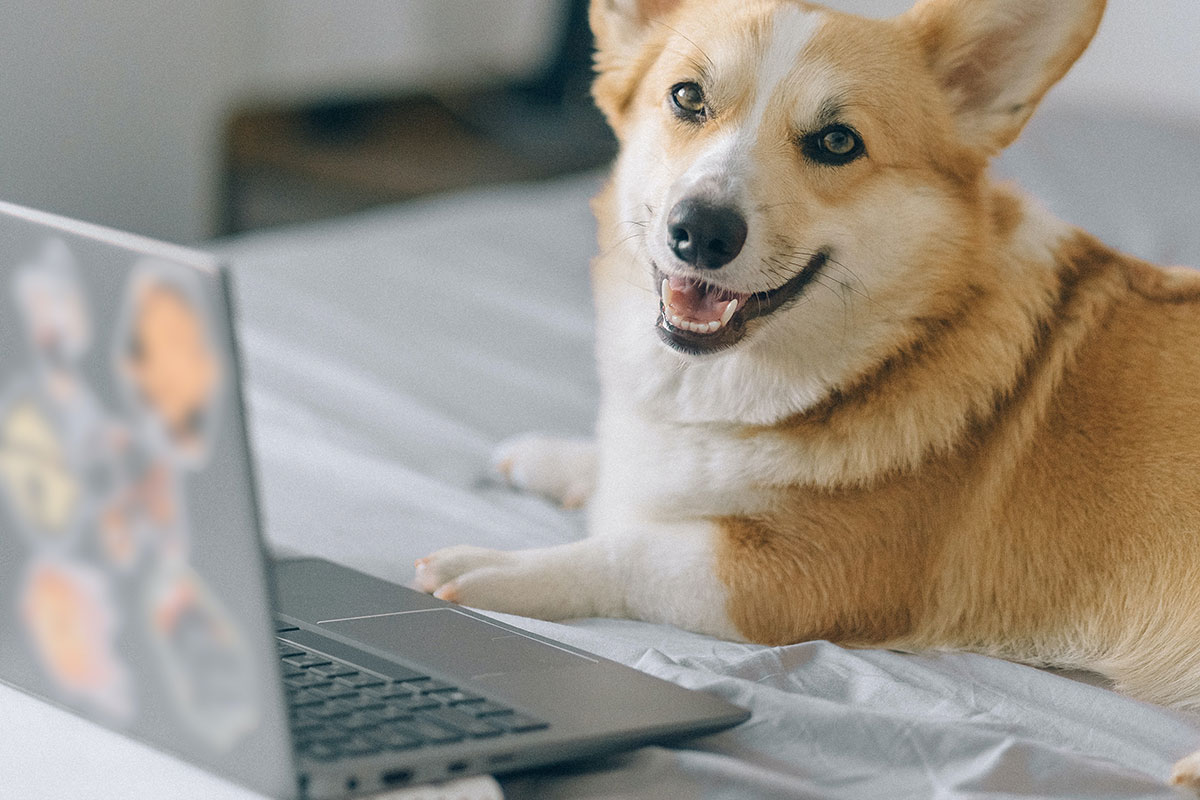 Dog on Laptop Computer